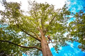 Best Storm Damage Tree Cleanup  in USA